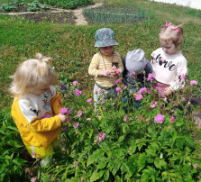 «Наблюдение за цветами»🌷🌸🌺 «Наблюдение за цветами»🌷🌸🌺.